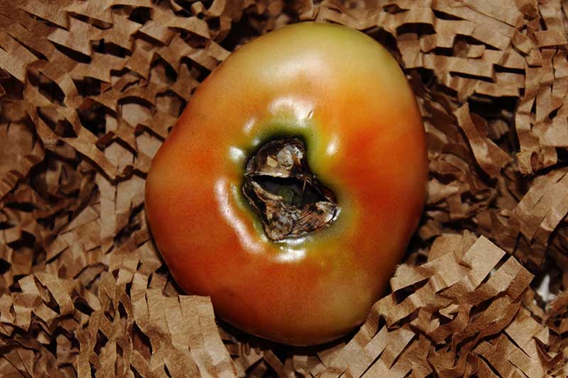 A close up of a red ripe tomato set in shredded brown paper, suffering from a condition known as blossom-end rot, where the bottom of the fruit is turning dark and decaying, pictured in soft light.