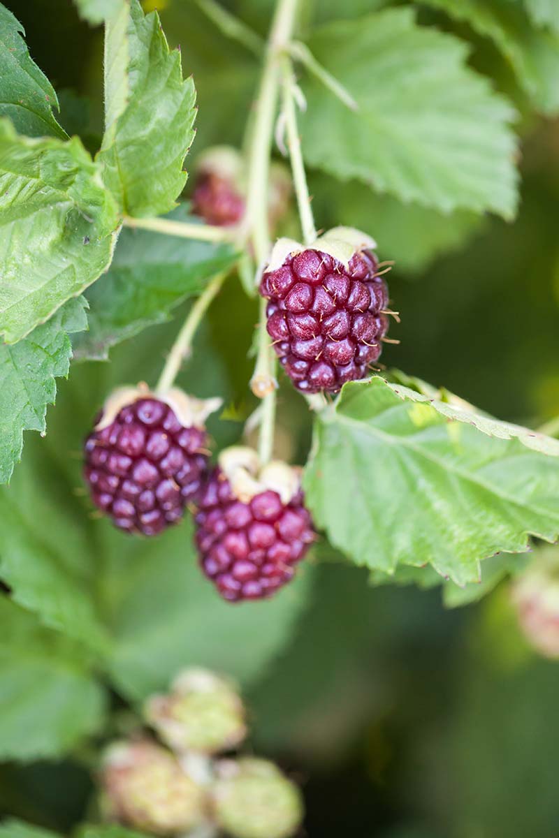 A vertical close up picture of boysenberries growing in the garden, ready for harvest, surrounded by light green foliage on a soft focus background.