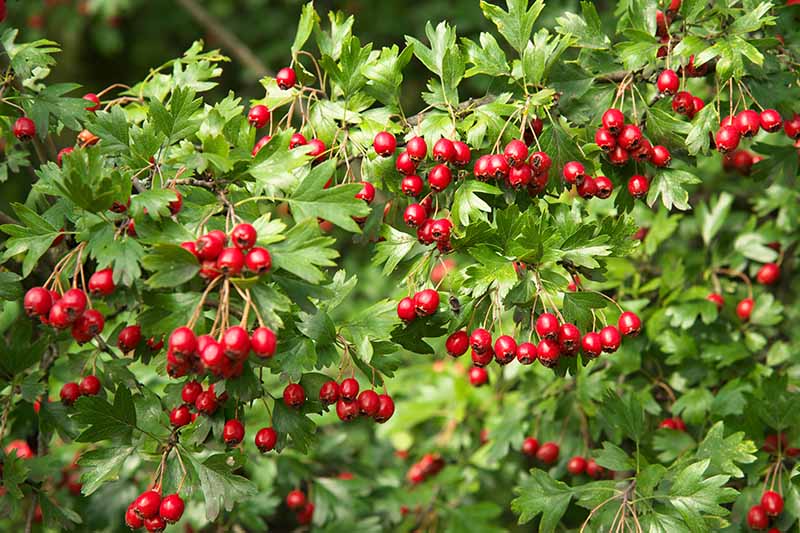 Ripe red hawthorn berries on the shrub in the autumn sunshine.