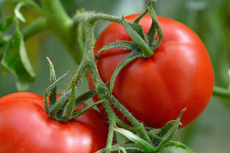 A close up of a large ripe tomato on the vine, pictured in light sunshine on a soft focus background.