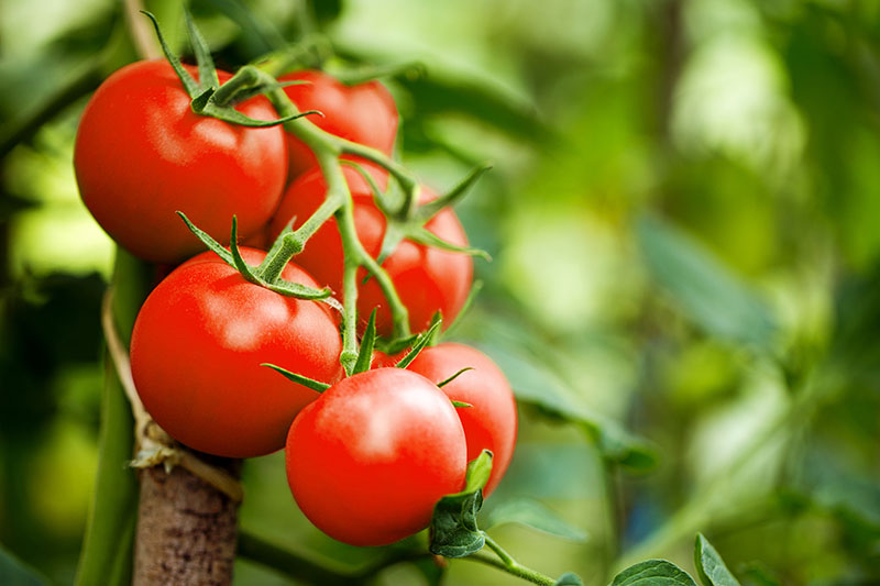 A close up of ripe tomatoes growing on the vine ready for harvest, pictured in light sunshine on a soft focus background.