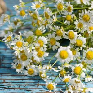 How to Grow Chamomile in Pots and Containers | Gardener’s Path
