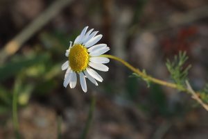 What's the Difference Between English and German Chamomile?