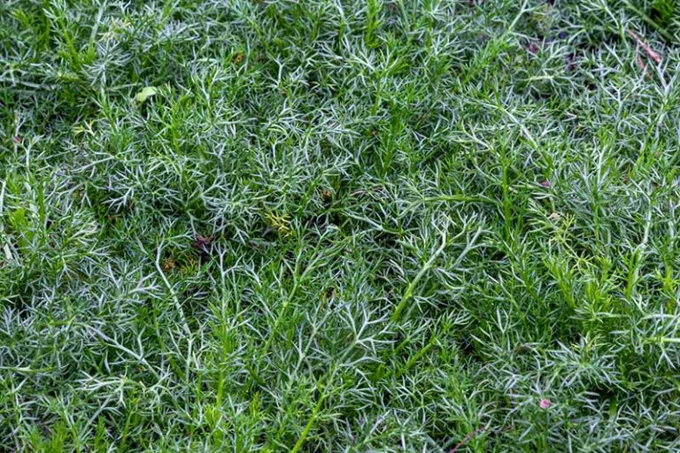What's the Difference Between English and German Chamomile?