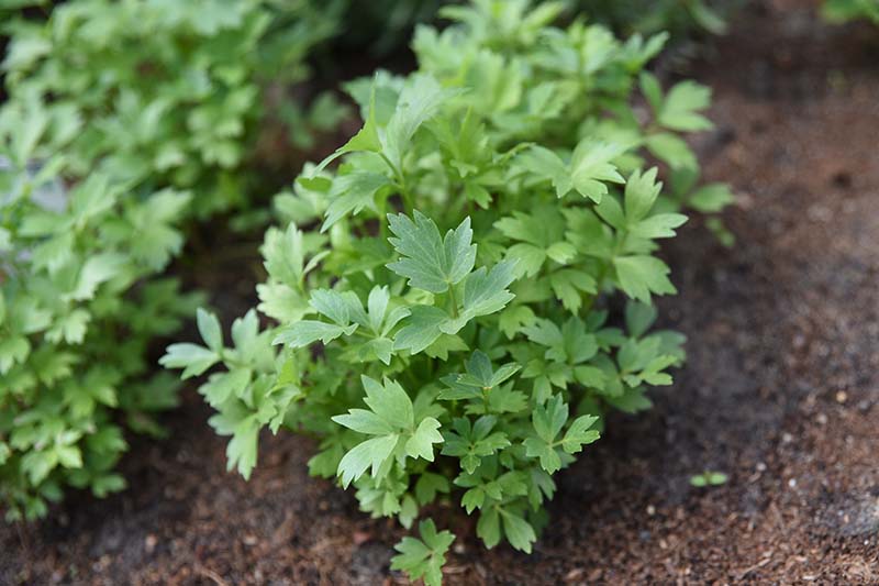 A close up of rows of small lovage plants growing in rich soil in the garden on a soft focus background.