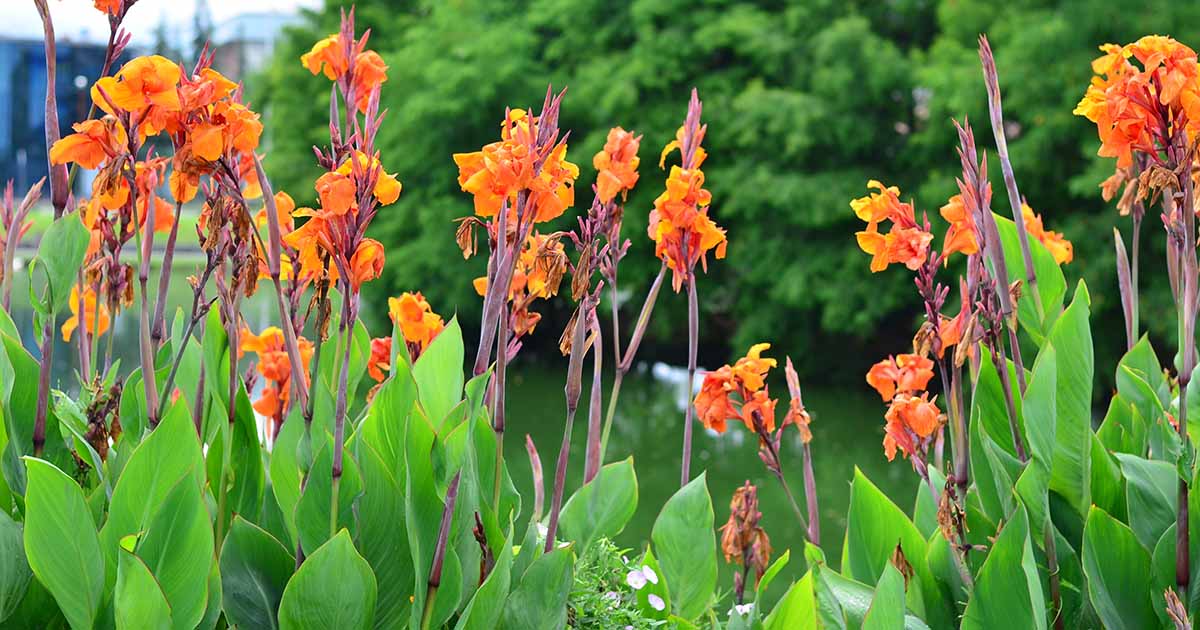 How To Prevent And Treat Rust On Canna Plants Gardener S Path
