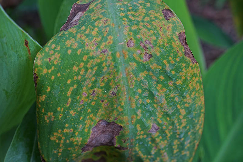 A close up of a leaf suffering from a fungal infection causing orange spots and black necrotic tissue on the surface, pictured on a soft focus background.