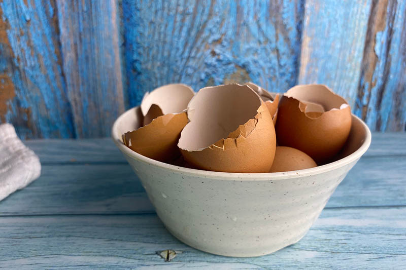 A close up of a white ceramic bowl containing used eggshells that have been cleaned, set on a blue wooden surface with a rustic blue wooden fence in the background in soft focus.