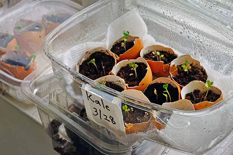 A close up of a transparent plastic container with seedlings planted in the shells of used eggs, with a white label on the front, on a soft focus background.