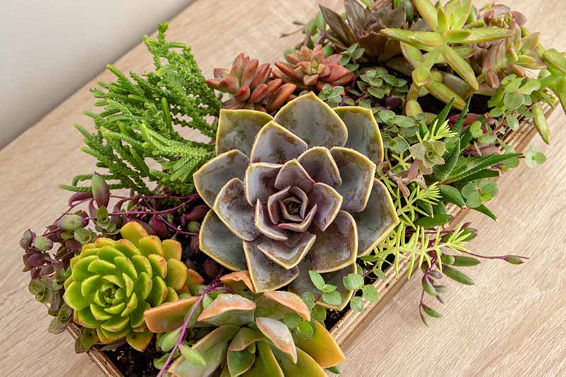 A top down picture of a wooden container with succulent plants growing, set on a wooden surface.