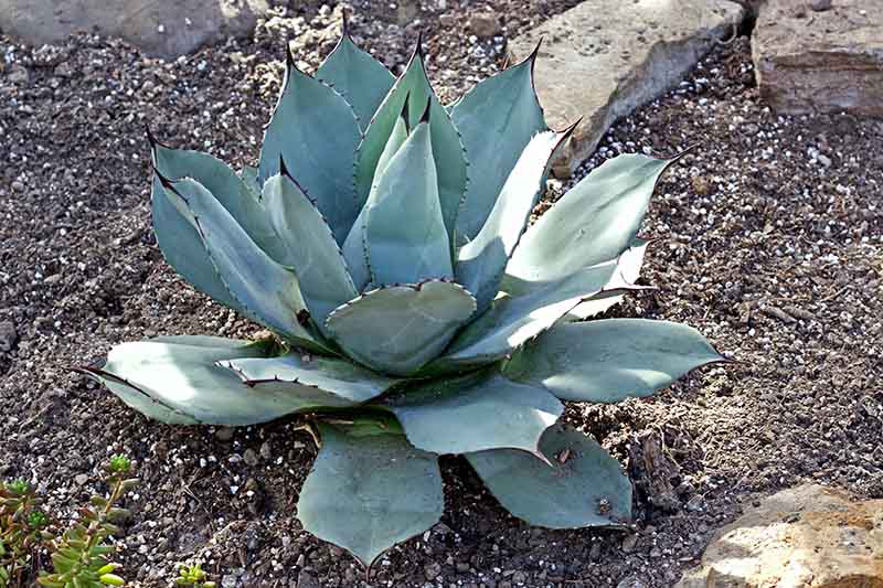 A close up of a small Agave or sentry plant growing in the garden in light sunshine.