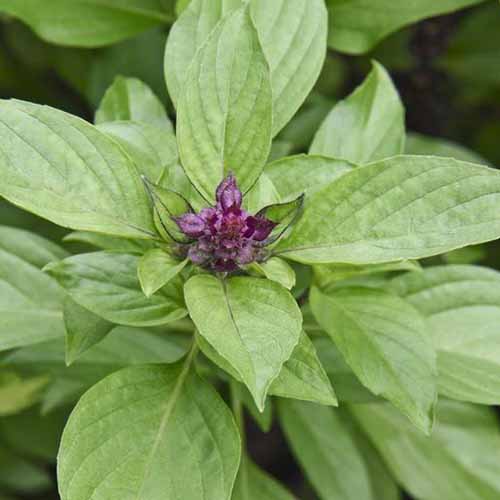 A top down close up picture of Ocimum basilicum 'Siam Queen' with pale green leaves and a small purple flower, on a soft focus background.