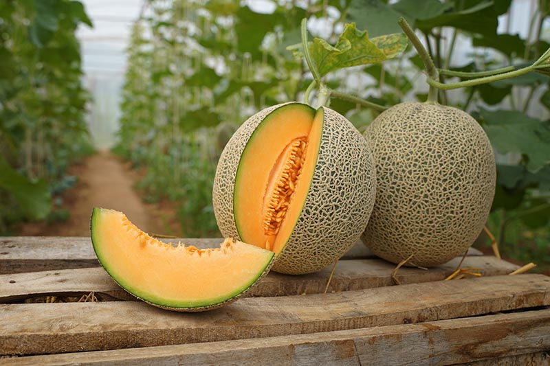 A close up of two freshly harvested, ripe Cucumis melo set on a wooden surface with vines in soft focus in the background.