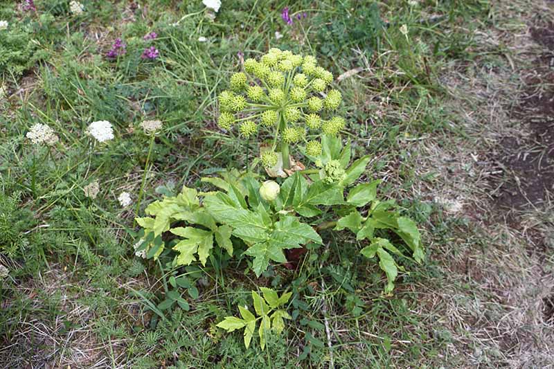 A close up of a small Angelica archangelica plant growing in a lawn with a small flower head.