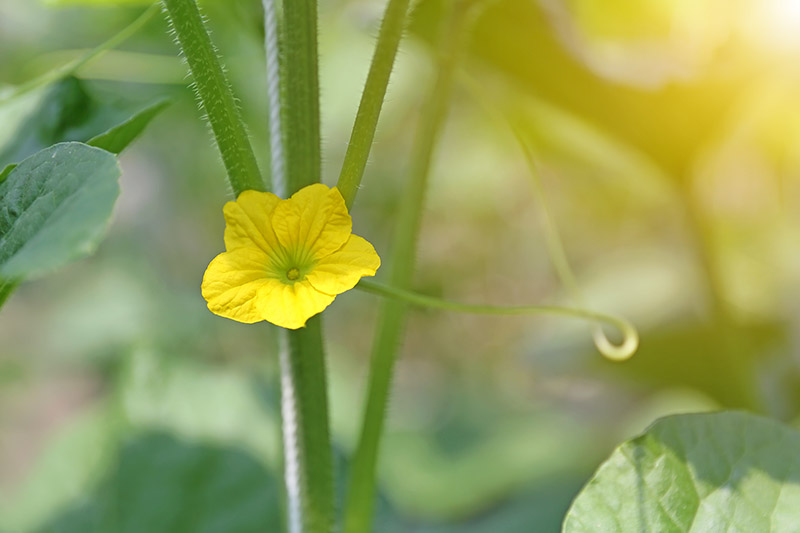 A close up of a tiny yellow flower on a vining plant, pictured in light sunshine on a soft focus background.