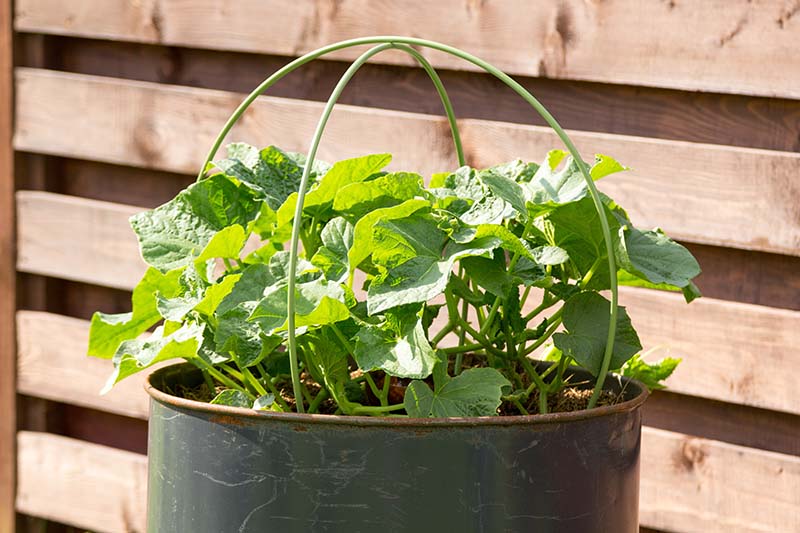 A close up of a small cucumber plant growing in a black metal pot with a wooden fence in the background.
