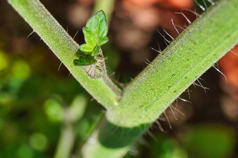 A close up of a tiny sucker growing on a tomato plant, pictured in bright sunshine, on a soft focus background.