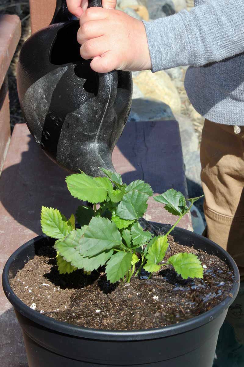 A close up vertical picture of a small child holding a black plastic watering can and watering a young boysenberry shrub in a black plastic pot, pictured in bright sunshine.