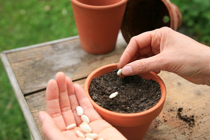 A close up of two hands sowing seeds into a small terra cotta pot set on a wooden surface, with grass in soft focus in the background.