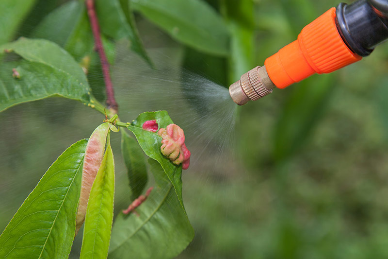 A close up of a nozzle from the right of the frame, spraying pesticide onto foliage, on a soft focus background.