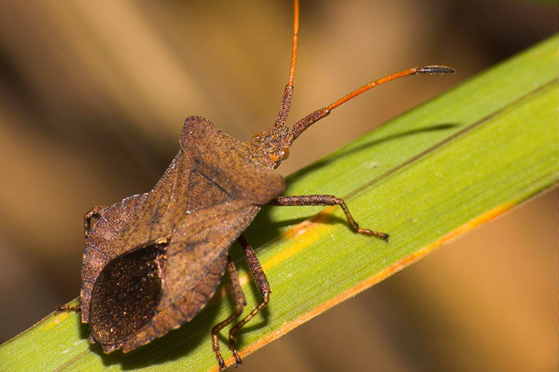 A close up of a squash bug on a leaf of a plant on a brown soft focus background.