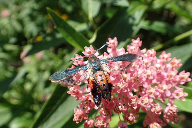 A close up of a red and black squash vine borer on a milkweed flower in bright sunshine on a soft focus background.