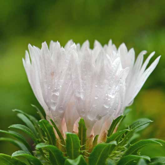 Close up of a Stokesia laevis ‘Alba’ Stoke’s white aster flower.