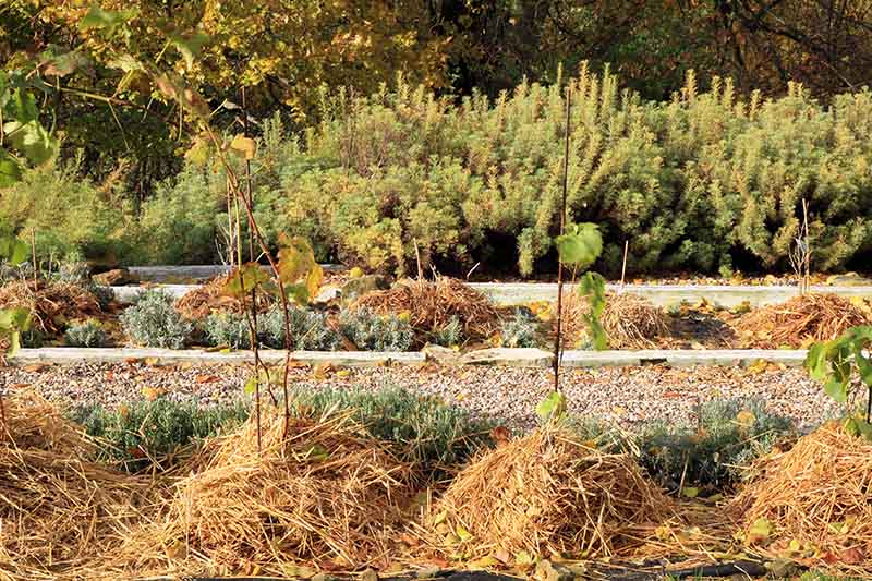 A garden scene showing straw mulch used to protect the roots of young berry plants, pictured in light sunshine with trees and shrubs in soft focus in the background.