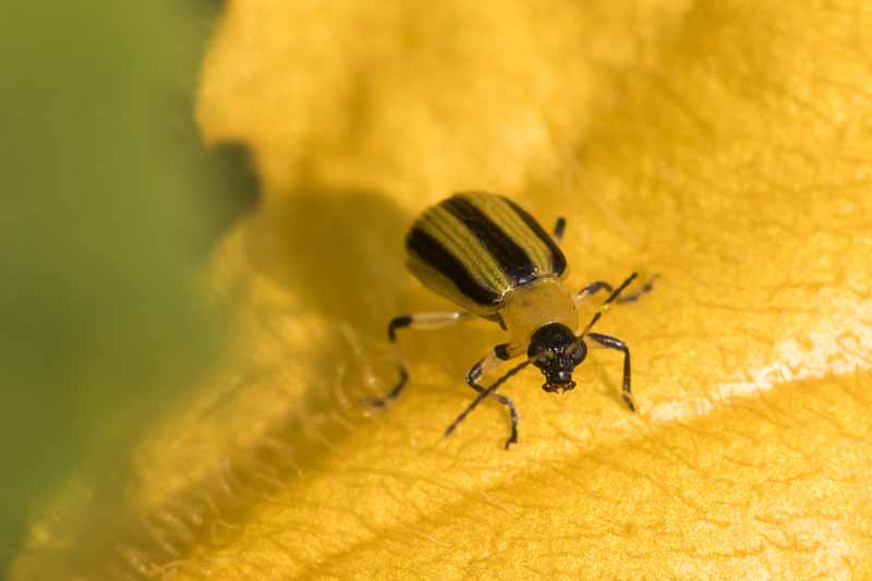 A close up of a striped cucumber beetle, Acalymma vittatum, on a yellow, dying leaf.