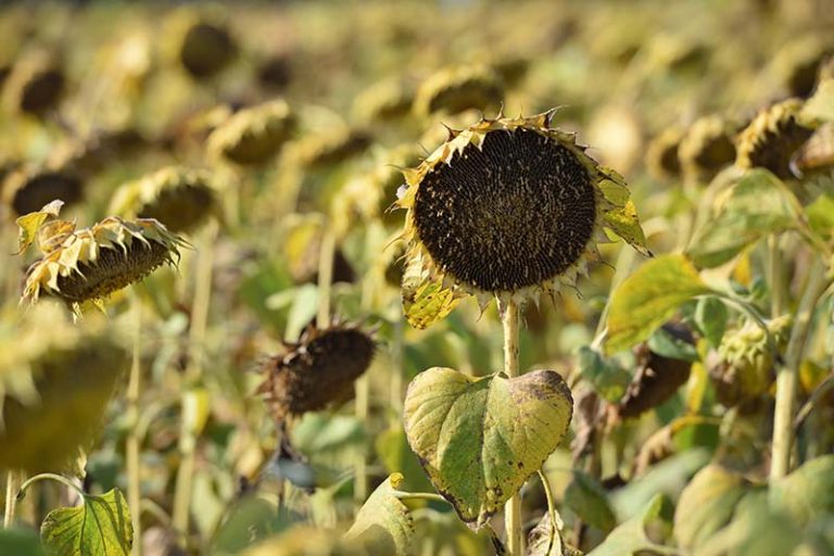 How To Harvest Sunflower Seeds Gardener S Path
