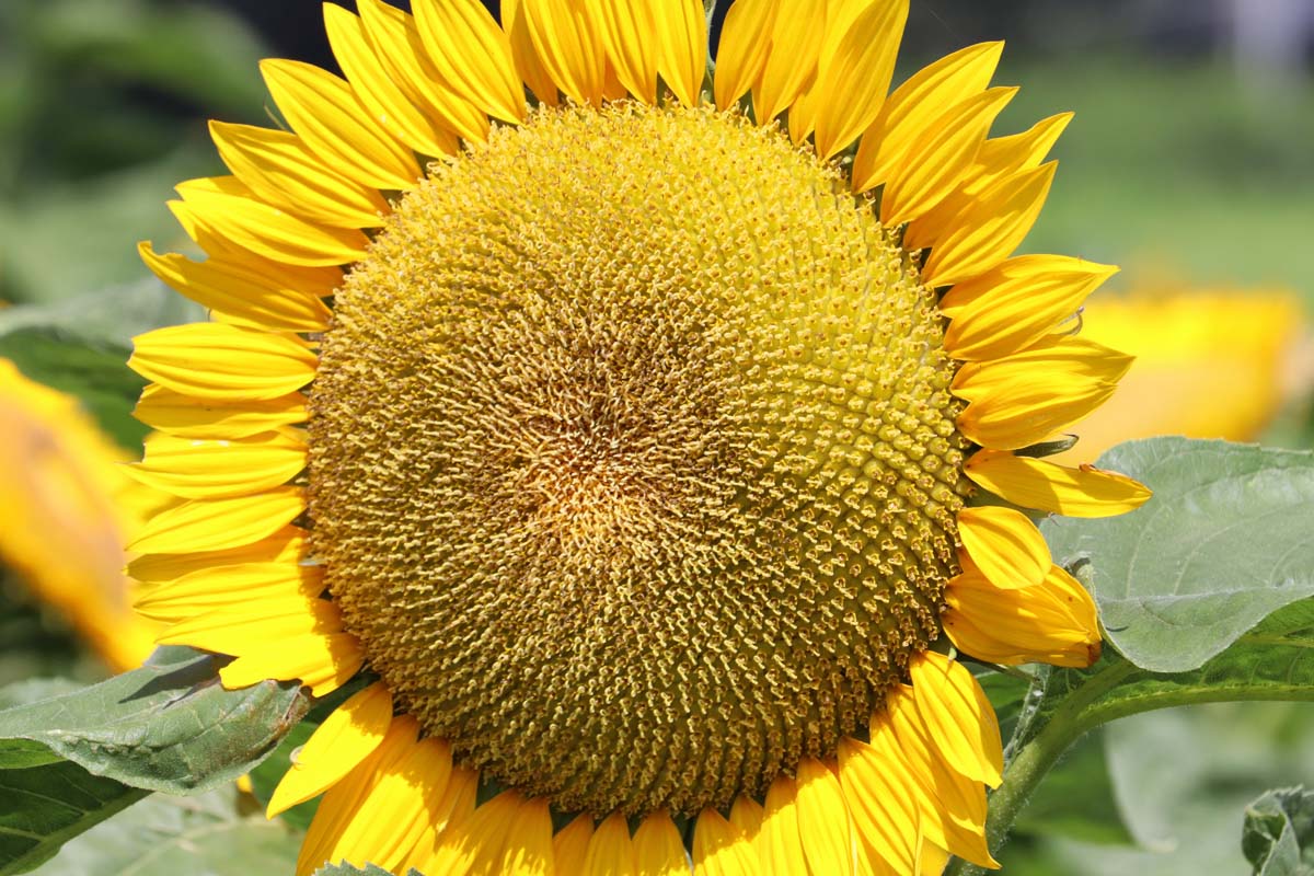 A close up of the head of a sunflower with bright yellow petals and seeds developing in the center, pictured on a soft focus background.