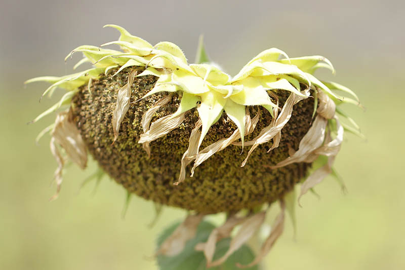 A close up of a sunflower seed head that has dropped its petals, ready for harvesting, on a soft focus background.