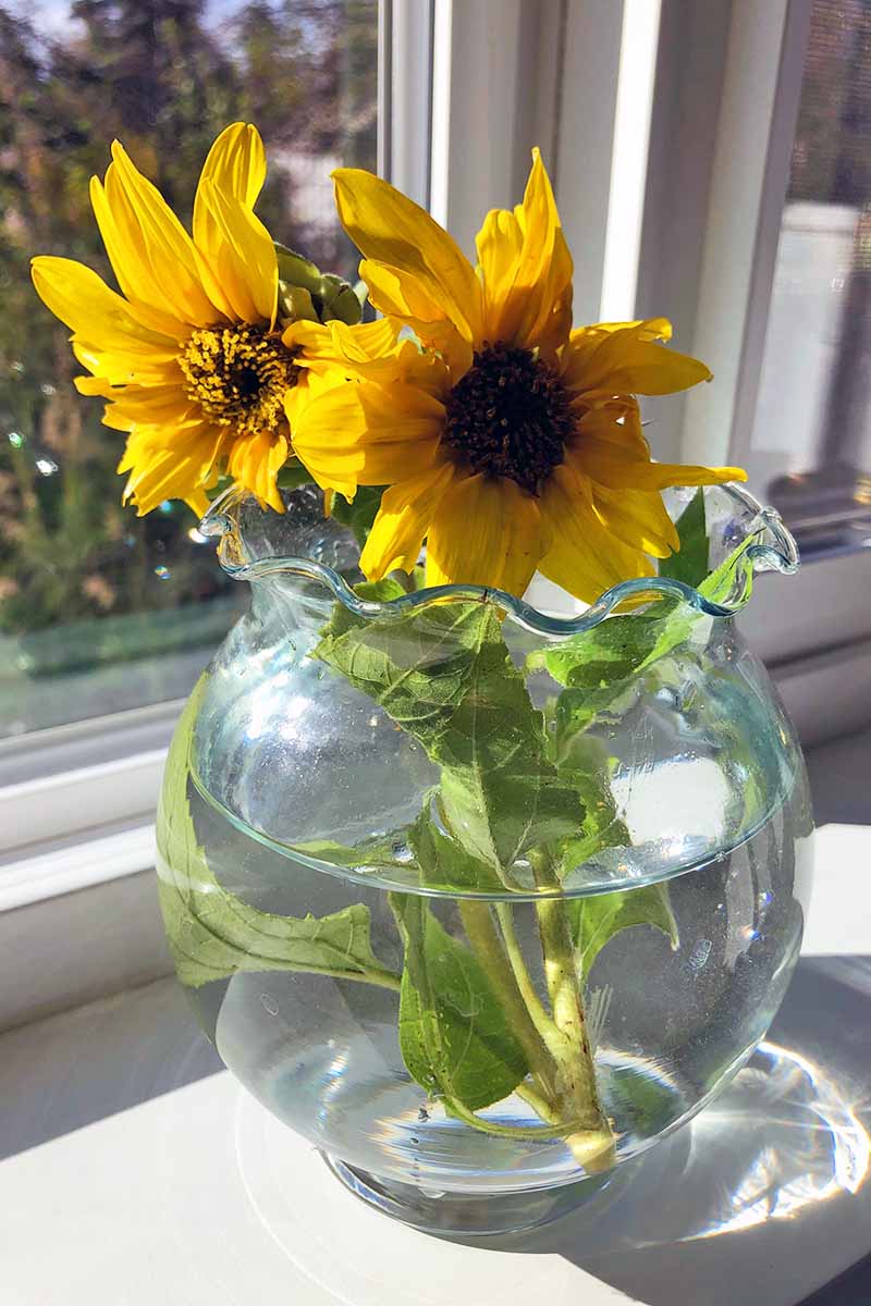 A close up vertical picture of two Helianthus annuus flowers in a glass vase set on a windowsill in bright sunshine with a garden scene in soft focus in the background.