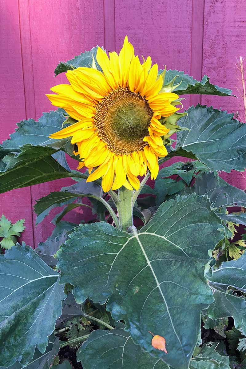 How to Plant and Grow Sensational Sunflowers   Gardener's Path
