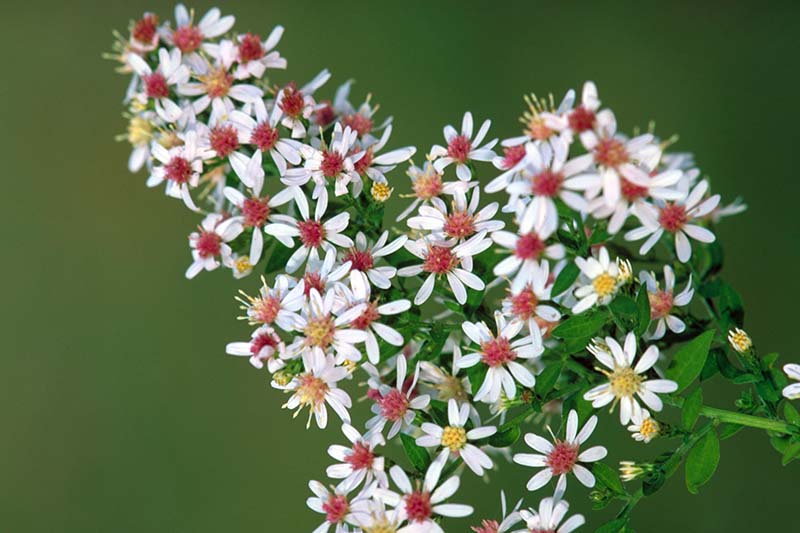 A close up of Symphyotrichum lateriflorum blooms, with delicate white petals and pink or yellow centers, pictured on a soft focus background.