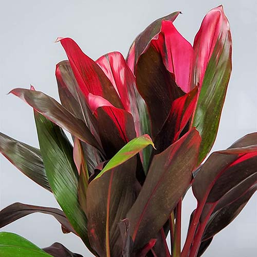 Flor roja verde hojas grandes planta de interior