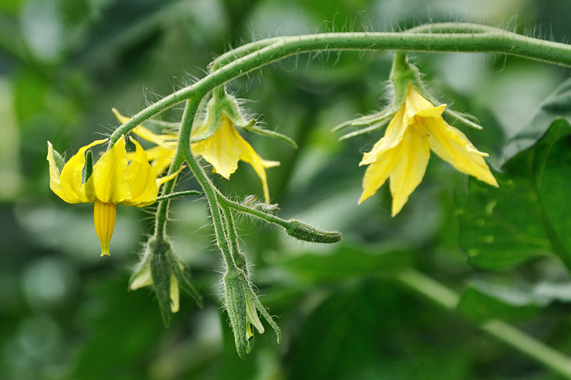 A close up of small yellow flowers hanging from a vine pictured on a soft focus background.
