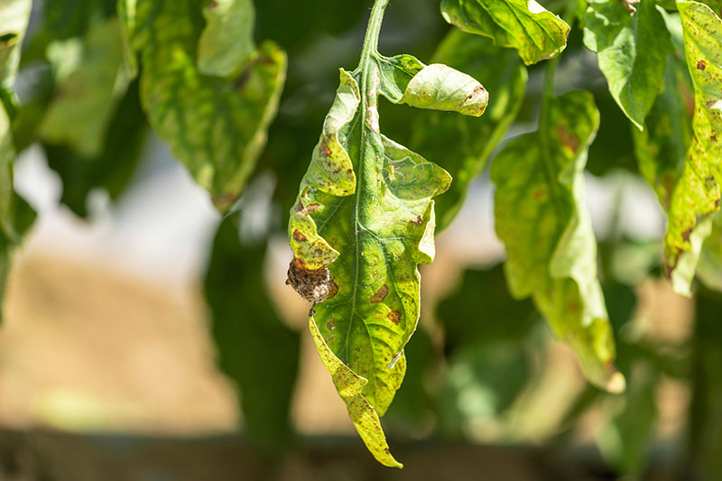 A close up of the foliage of a plant suffering from Alternaria solani, causing black spots to develop on the leaves, pictured in light sunshine on a soft focus background.