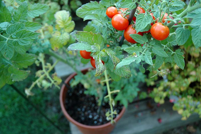 A close up top down picture of a tomato plant with bright red ripe fruits growing in a small plastic pot set on a wooden surface.
