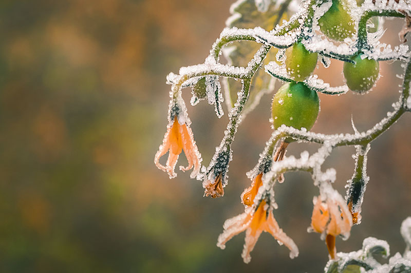 A close up of a plant in the frost with unripe fruits pictured on a soft focus background.