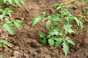 A close up of small tomato seedlings growing in dense soil amended with organic material.