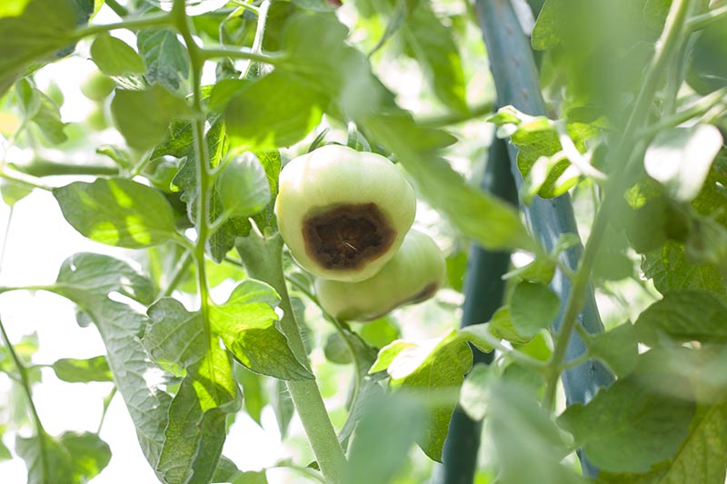 A close up of a tomato plant growing in the garden with unripe fruit that are suffering from a condition known as blossom-end rot. The base of the fruit is turning black. Pictured in bright sunshine, the photo fades to soft focus in the background.