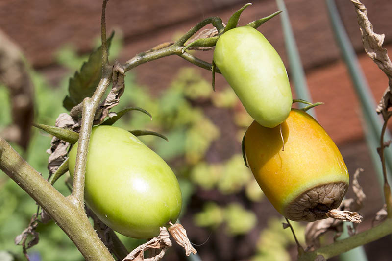 A close up of a tomato plant showing green fruits suffering from a condition that causes the base of the fruit to decay, pictured in bright sunshine on a soft focus background.