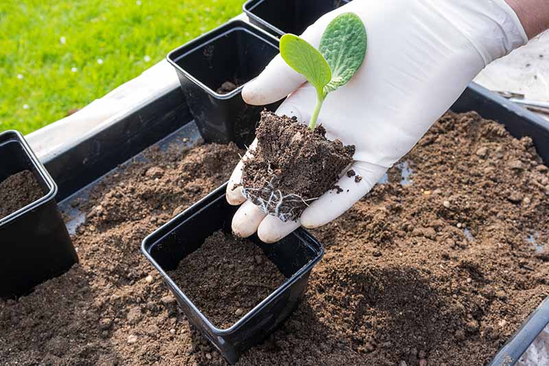 A close up of a hand from the right of the frame wearing a white glove, holding a small seedling removed from a seed pot, ready to transplant into a large black container.
