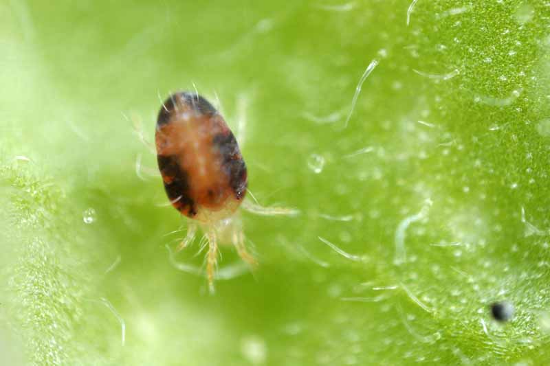 A close up of a two-spotted spider mite, Tetranychus urticae, on a green background.