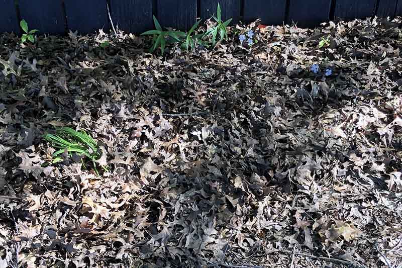 A close up of a flower border with leaves spread over the area, to prevent weeds and enrich the soil.