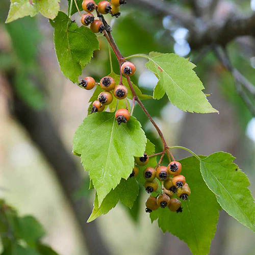 A close up of the foliage and fruit of the Washington hawthorn on a soft focus background.