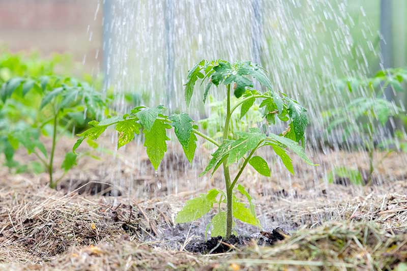 A close up of a young seedling surrounded by straw mulch being watered from above on a soft focus background.