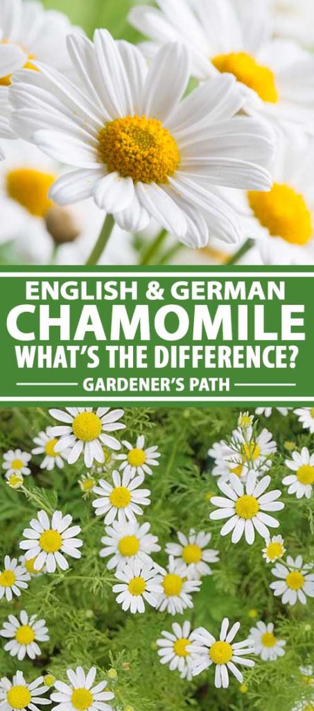 A collage of photos showing different types of chamomile flowers.