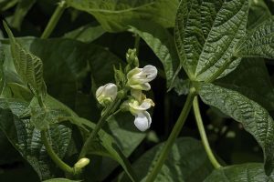 35 of the Best Bush Bean Varieties | Gardener’s Path